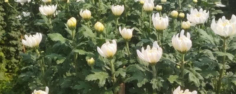 菊花有哪几种颜色，常见的有红、黄、白等
