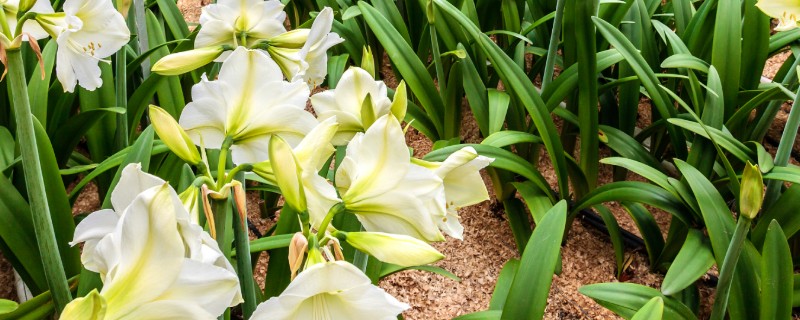 百合花的收获方式，鳞茎成熟后挖出来保存