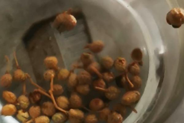 花椒种子什么时候播种,3月中旬后种子露胚根后开始条播