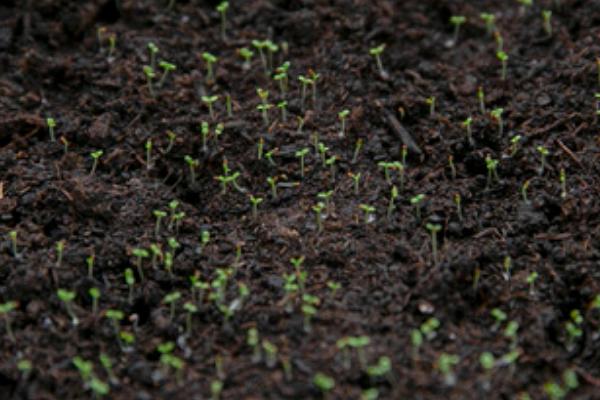 花椒种子什么时候播种,3月中旬后种子露胚根后开始条播