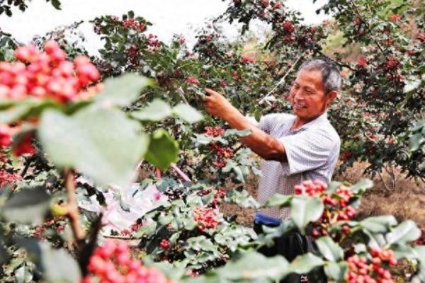 花椒种子什么时候播种,3月中旬后种子露胚根后开始条播