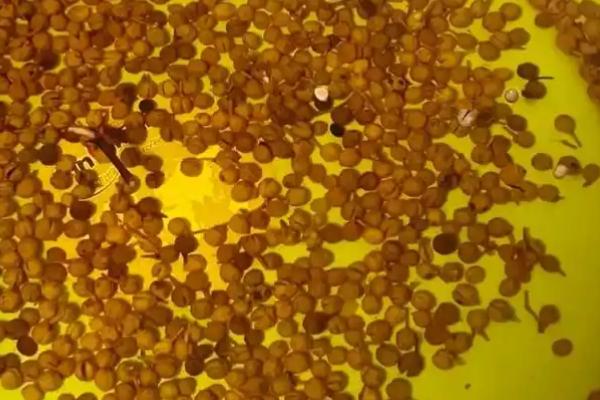 花椒种子什么时候播种,3月中旬后种子露胚根后开始条播