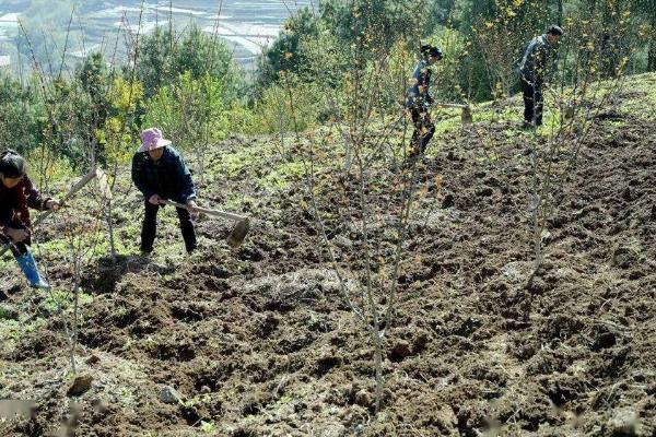 花椒种子什么时候播种,3月中旬后种子露胚根后开始条播