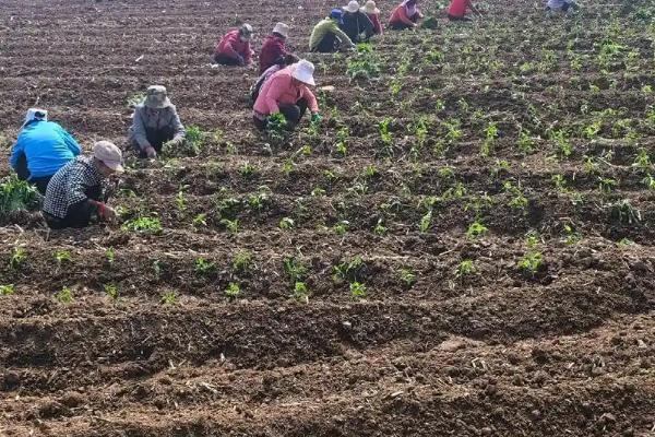 花椒种子什么时候播种,3月中旬后种子露胚根后开始条播