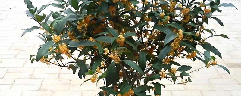 金桂怎么养殖，每隔3-4天浇一次水