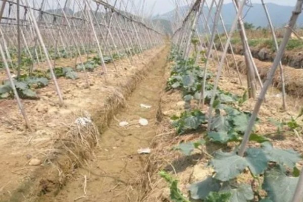 冬瓜怎么栽培，坐果期亩施15公斤尿素
