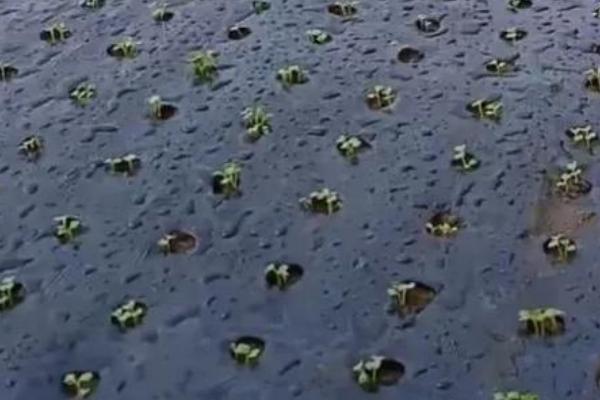 黑地膜的生产过程，原材料有线性低密度聚乙烯、抗氧剂等