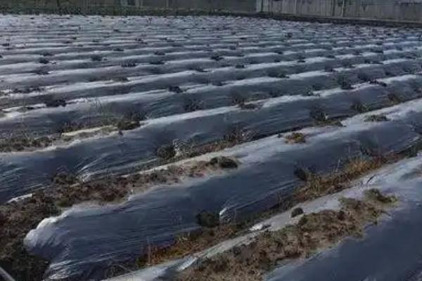黑地膜的生产过程，原材料有线性低密度聚乙烯、抗氧剂等