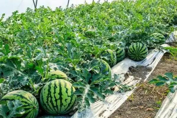 黑地膜的生产过程，原材料有线性低密度聚乙烯、抗氧剂等