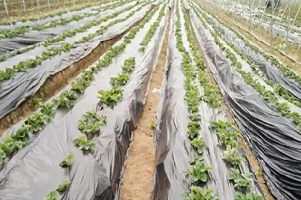 黑地膜的生产过程，原材料有线性低密度聚乙烯、抗氧剂等