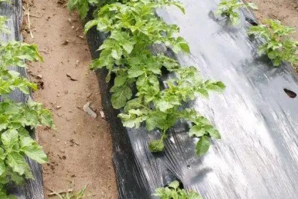黑地膜的生产过程，原材料有线性低密度聚乙烯、抗氧剂等