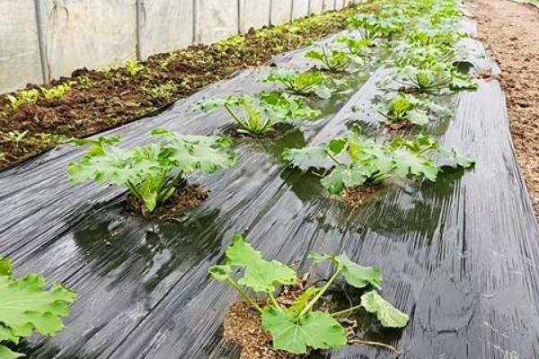 黑地膜的生产过程，原材料有线性低密度聚乙烯、抗氧剂等
