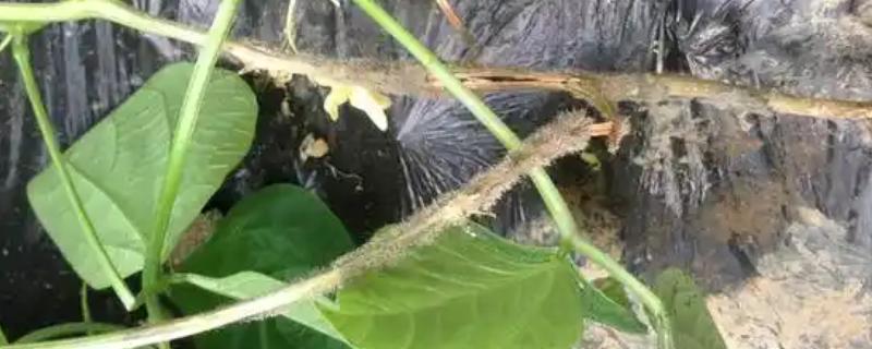 怎么防治豆角根腐病，实行轮作并种植抗病和耐病品种