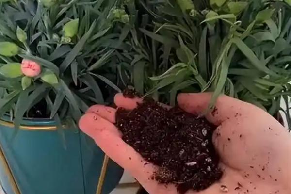 康乃馨能春天播种吗，可以在春天的时候播种