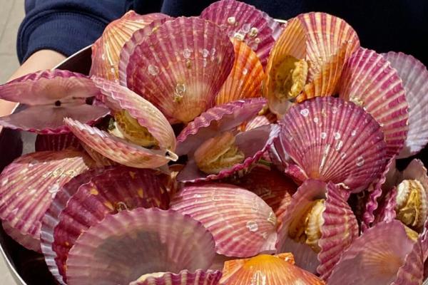 红贝的产地，主要产地在山东省威海市、烟台市等