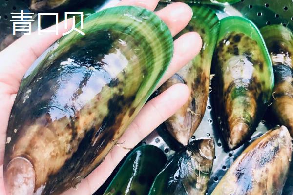 红贝的产地，主要产地在山东省威海市、烟台市等