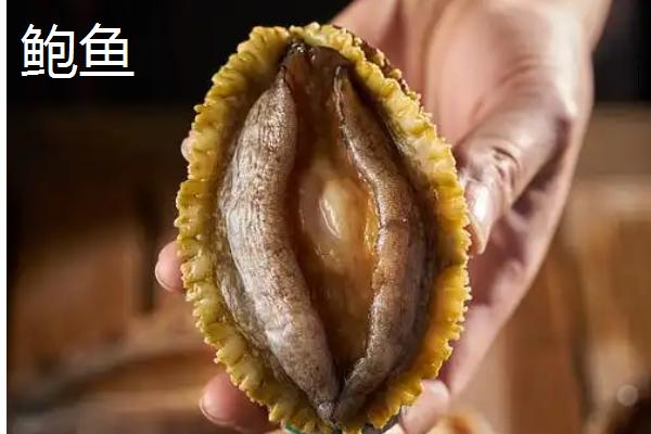 红贝的产地，主要产地在山东省威海市、烟台市等