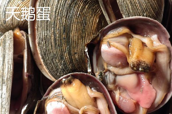 红贝的产地，主要产地在山东省威海市、烟台市等