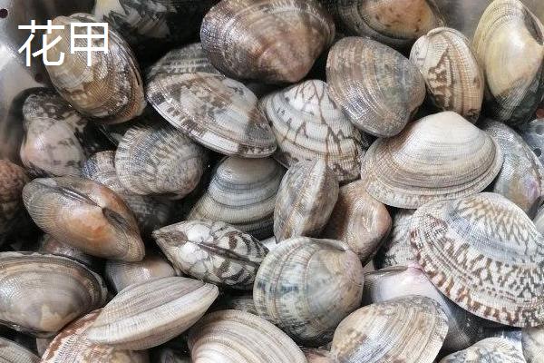 红贝的产地，主要产地在山东省威海市、烟台市等