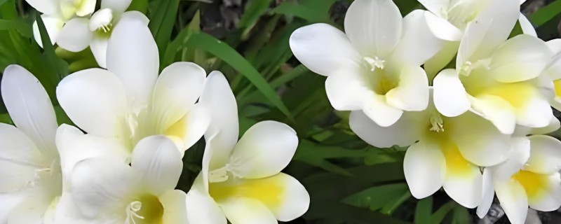 小苍兰种球如何养殖，喜欢生长在温暖环境中