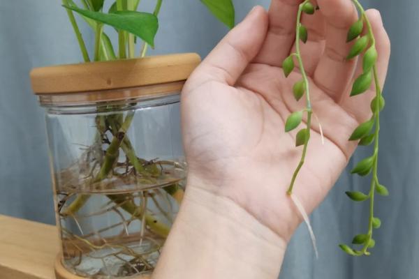 情人泪的水培方法，容器最好是选择透明的