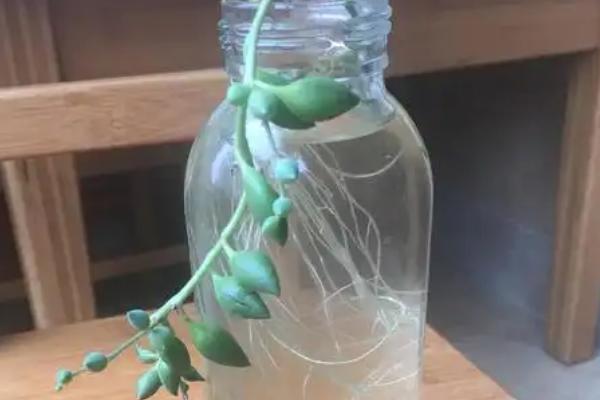 情人泪的水培方法，容器最好是选择透明的