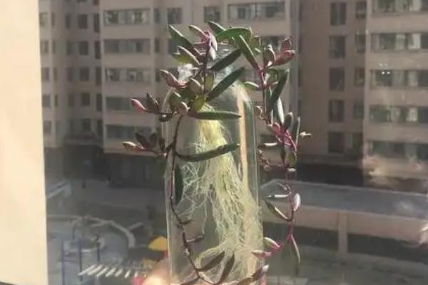 情人泪的水培方法，容器最好是选择透明的