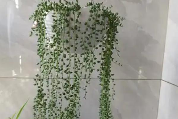 情人泪的水培方法，容器最好是选择透明的