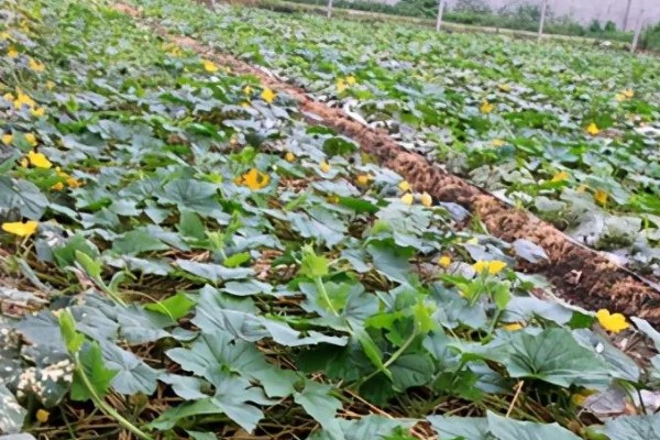 冬瓜怎么栽培，坐果期亩施15公斤尿素