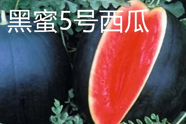 无籽西瓜的培育原理，通过人工诱导多倍体培育而来