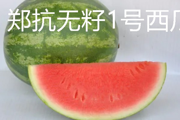 无籽西瓜的培育原理，通过人工诱导多倍体培育而来