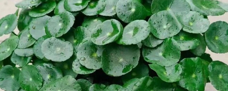 铜钱草怎么水培，要定期进行水质更换