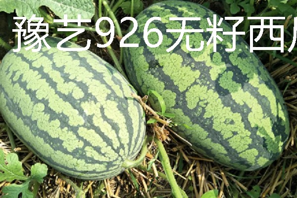 无籽西瓜的培育原理，通过人工诱导多倍体培育而来