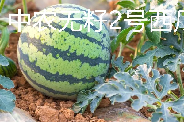无籽西瓜的培育原理，通过人工诱导多倍体培育而来