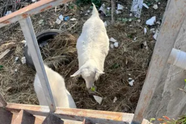 羊吃塑料布的原因，本质是患有异食癖引起的