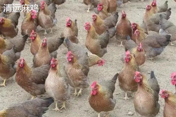 中国鸡有什么品种，寿光鸡、清远麻鸡、河田鸡等品种很常见