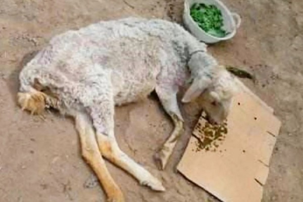 羊吃塑料布的原因，本质是患有异食癖引起的