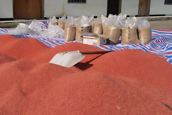 秋小麦的高产要点，根据当地的灌溉条件去选择品种