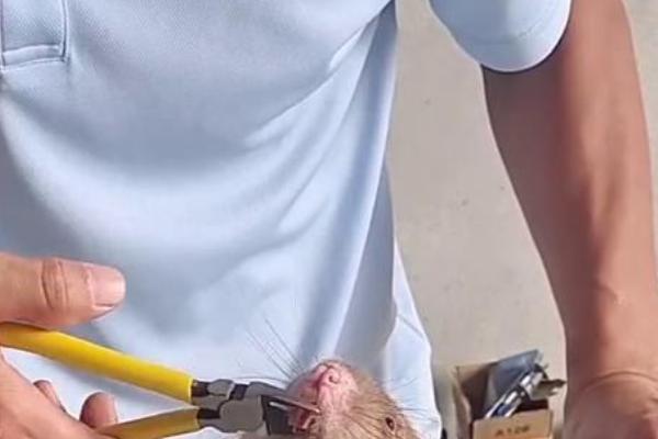 竹鼠常见疾病如何防治，感冒后通常需口服抗生素