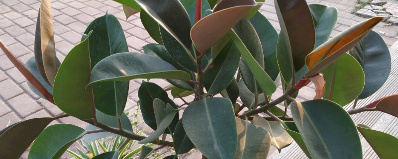 橡皮树叶子变软下垂怎么处理，可加温处理或增加水分
