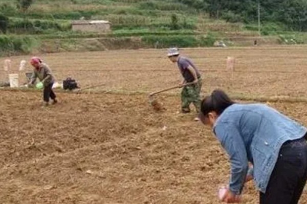 秋小麦的高产要点，根据当地的灌溉条件去选择品种