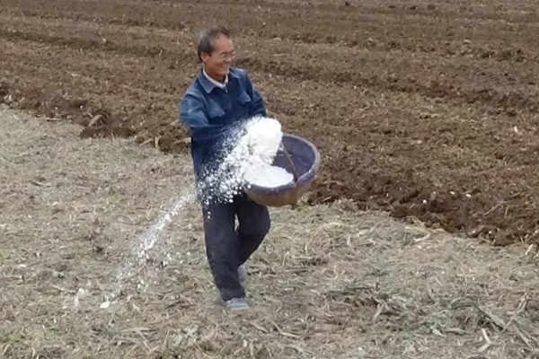 秋小麦的高产要点，根据当地的灌溉条件去选择品种