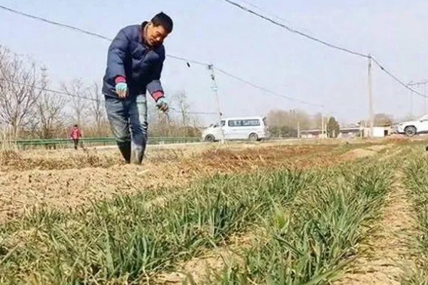 秋小麦的高产要点，根据当地的灌溉条件去选择品种