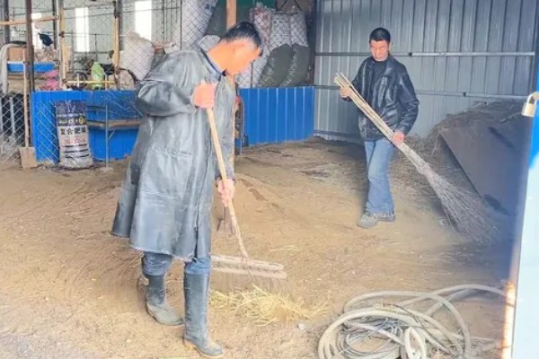 羊如何养殖,要每周打扫一次圈舍