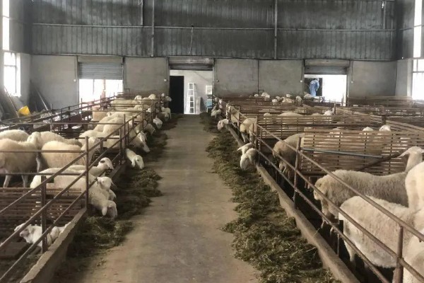 羊如何养殖,要每周打扫一次圈舍
