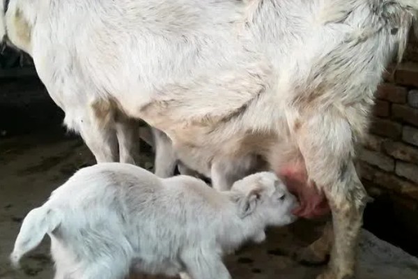 羊如何养殖,要每周打扫一次圈舍
