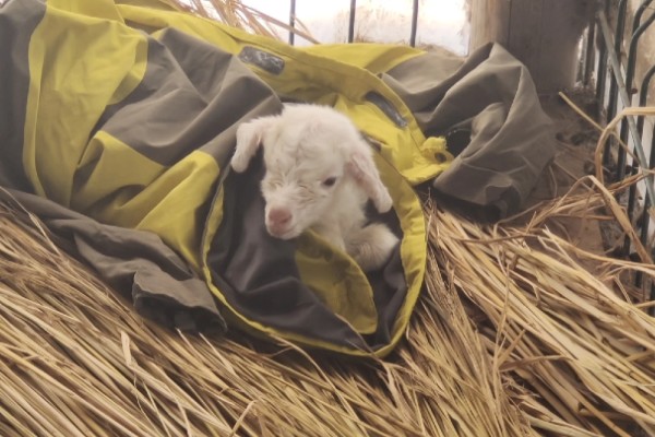 羊如何养殖,要每周打扫一次圈舍
