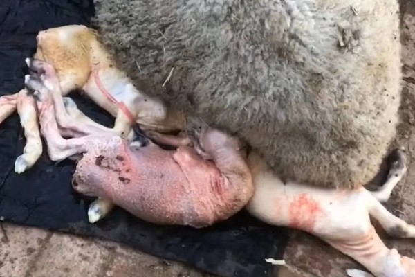 羊如何养殖,要每周打扫一次圈舍