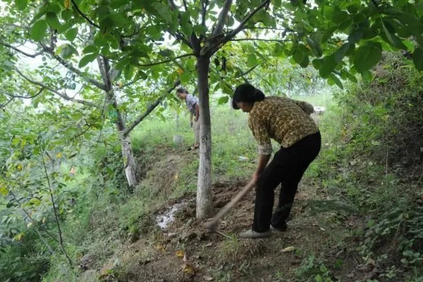 冬季核桃树流水怎么处理，可以在伤口处涂抹愈伤防腐膜