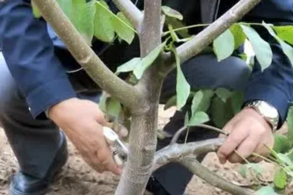 冬季核桃树流水怎么处理，可以在伤口处涂抹愈伤防腐膜